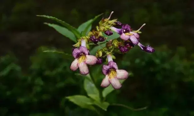 BSI scientists discover new species of orchid in Arunachal