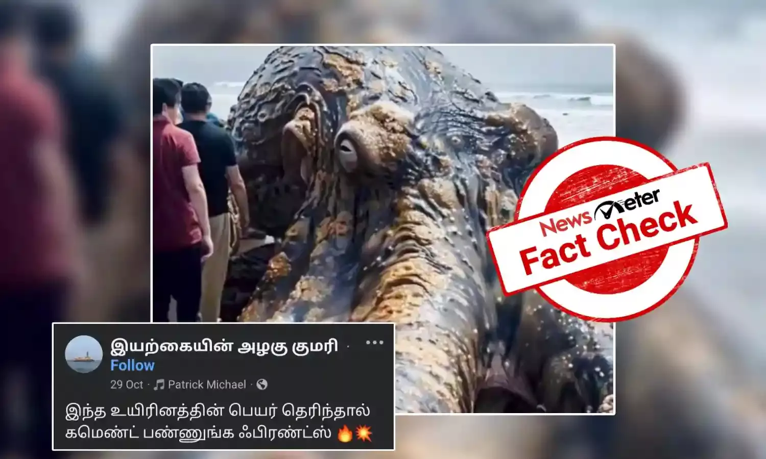 Fact Check: கரை ஒதுங்கிய ராட்சத ஆக்டோபஸ்? உண்மைதானா?