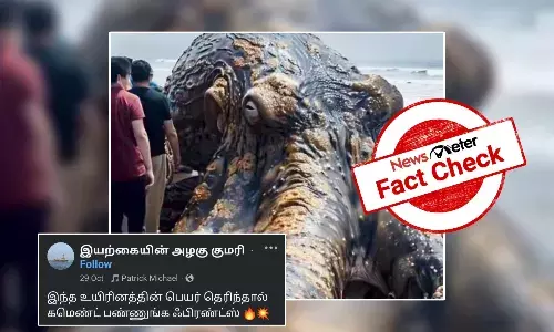 Fact Check: கரை ஒதுங்கிய ராட்சத ஆக்டோபஸ்? உண்மைதானா?