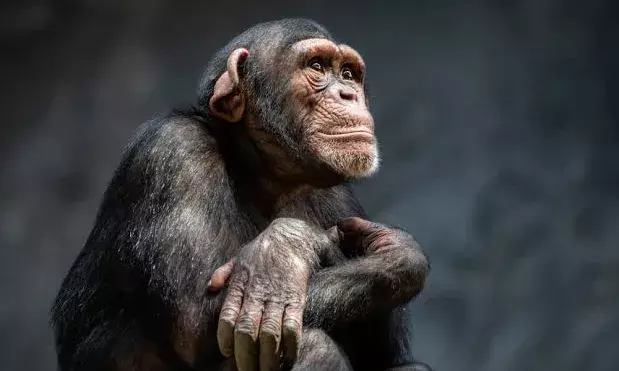 Chimps might perform difficult tasks better when watched: Study