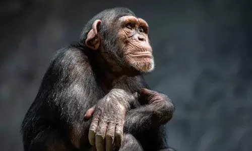 Chimps might perform difficult tasks better when watched: Study