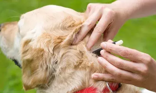 Attn pet parents! If your dog has pale gums, lethargy, it can be tick fever