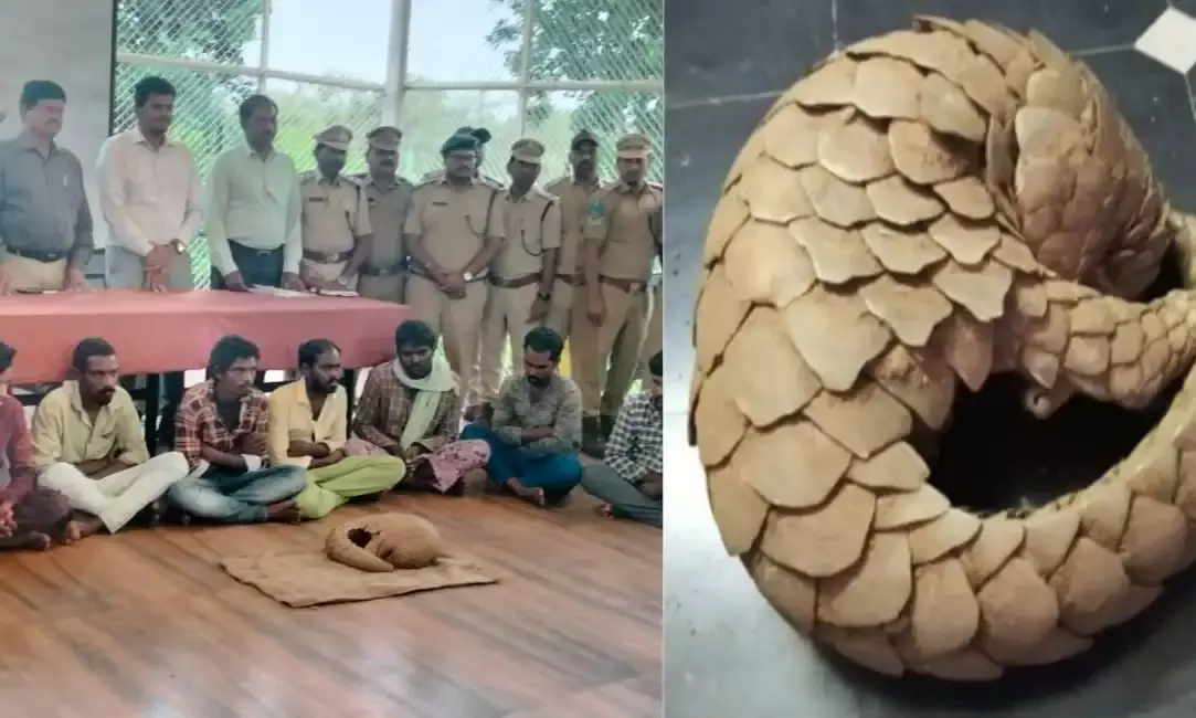 In true filmi style, DRI Hyderabad officers posed as buyers to bust gang selling Pangolin
