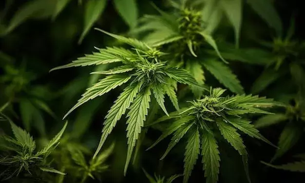 Andhra Pradesh to deploy drones in operations against marijuana