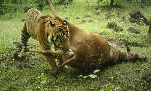 `Tiger Zinda Hai: Big cat from Bor WLS reaches Telanganaās KTR core area