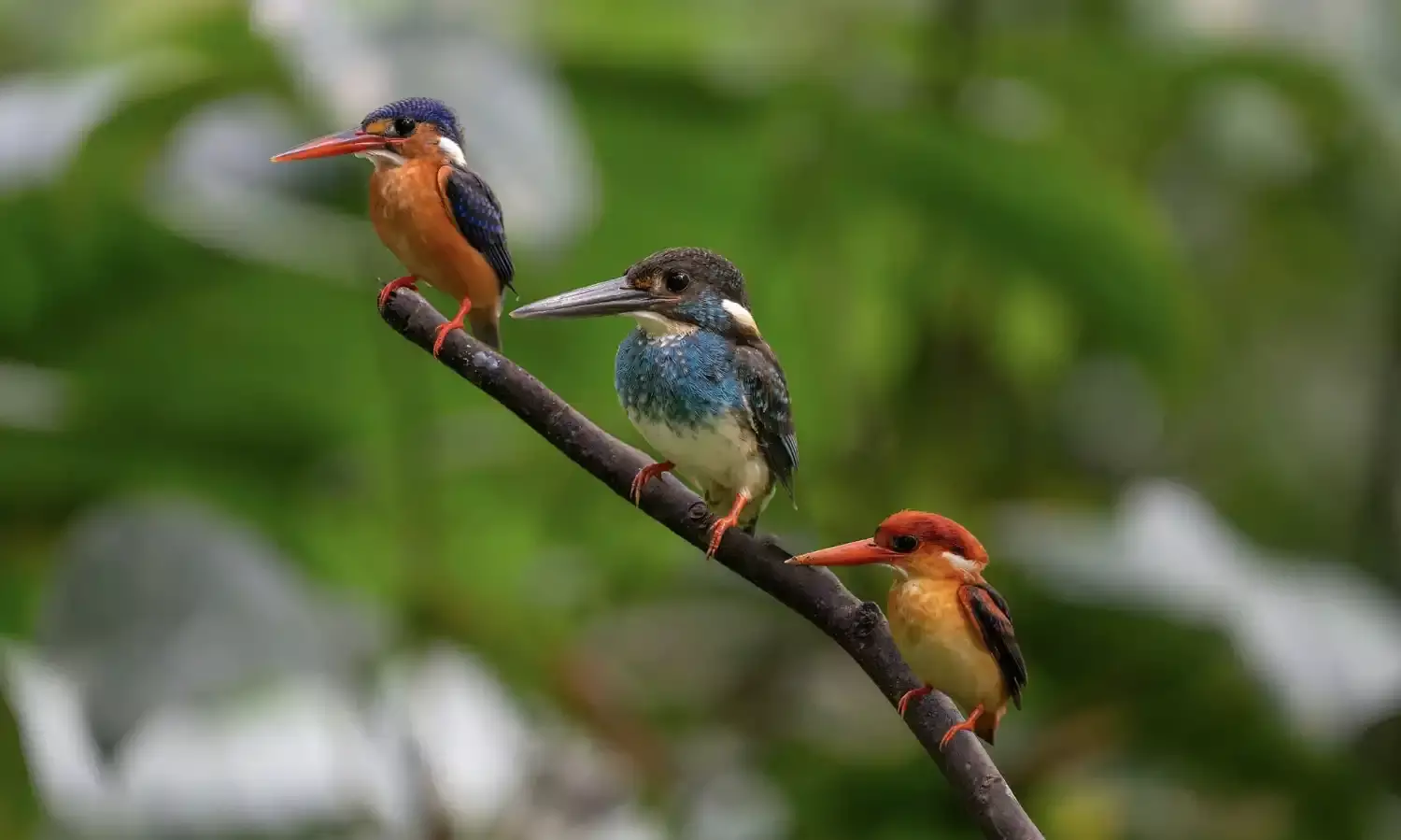 Birds stress could spread in group, affecting activity, behaviour of those not stressed: Study