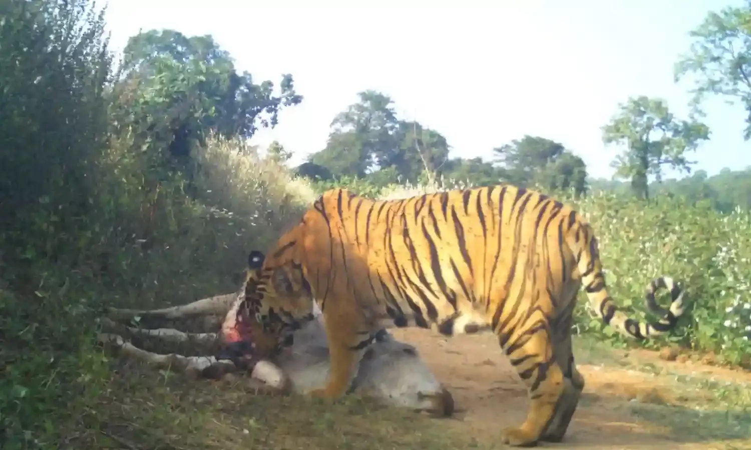 Call for Forest Intelligence Wing in Adilabad to monitor tiger movements, deter poachers