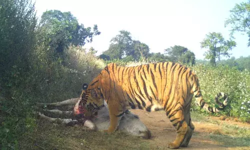 Call for Forest Intelligence Wing in Adilabad to monitor tiger movements, deter poachers