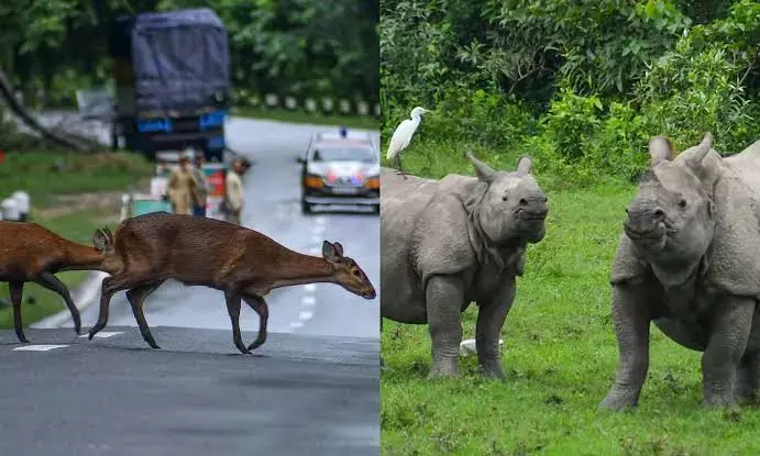 Complete elevated corridor at Kaziranga National Park at the earliest: SC