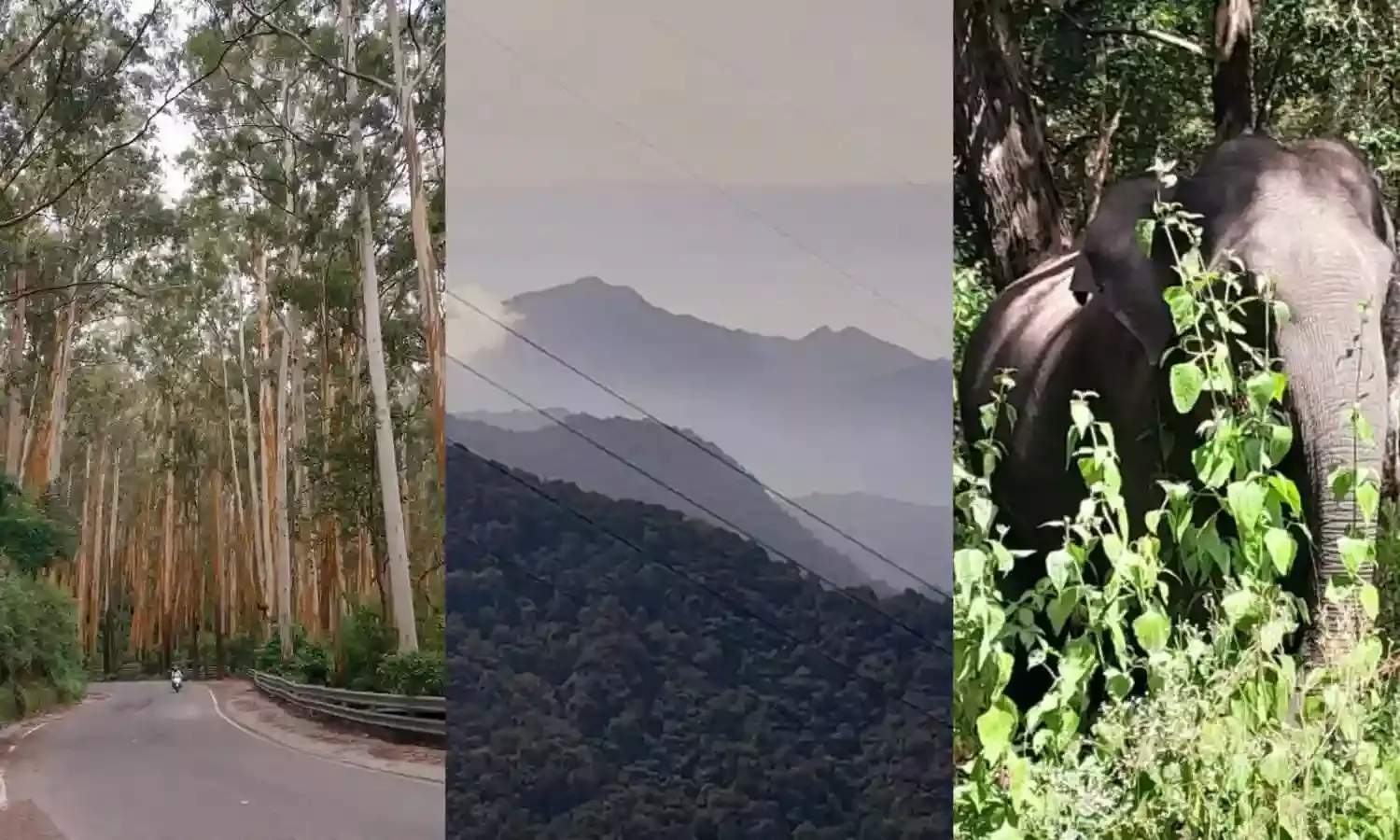 Wayanad sightseeing treasures: From wildlife sanctuaries to misty peaks
