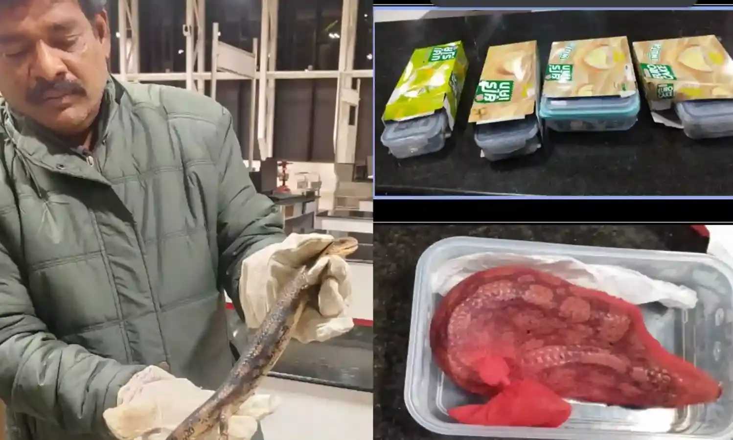 6 Eastern Blue Tongued Lizards seized from two Thailand fliers at Vizag airport