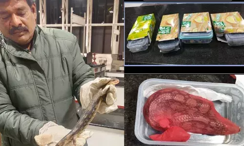 6 Eastern Blue Tongued Lizards seized from two Thailand fliers at Vizag airport