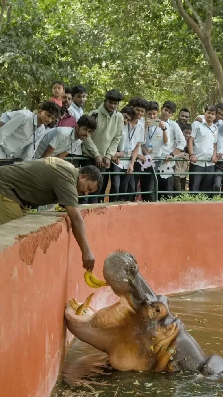Vizag Zoo celebrates 7th birthday of hippopotamus Jr. Dalapathi