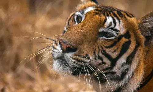 Ek Tha Tiger: 71 big cats die of unnatural causes since 2021; poaching one of the reasons