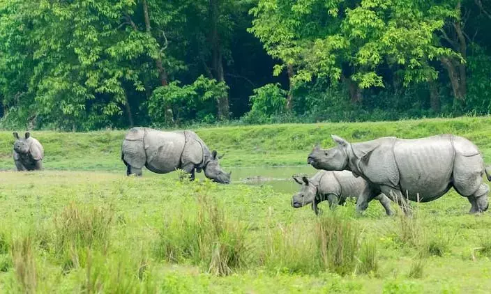 Dudhwa National Park in UP releases first one-horned rhino into open forest