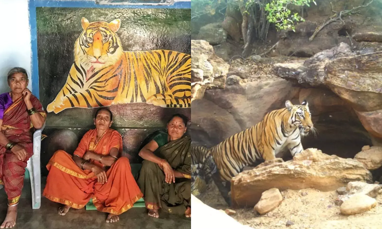 Duvval: Why tigers are worshipped by tribals of erstwhile Adilabad