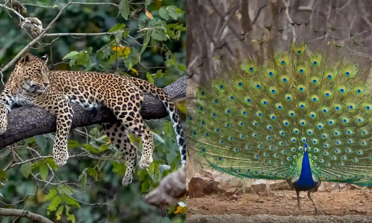 From peacock feathers to leopard skins: 58 illegal wildlife trade, trafficking reported in 2023-24