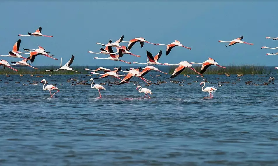 One poacher held for killing birds near Chilika Lake