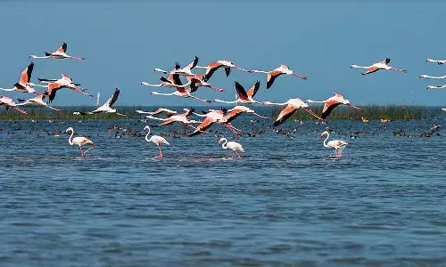 One poacher held for killing birds near Chilika Lake
