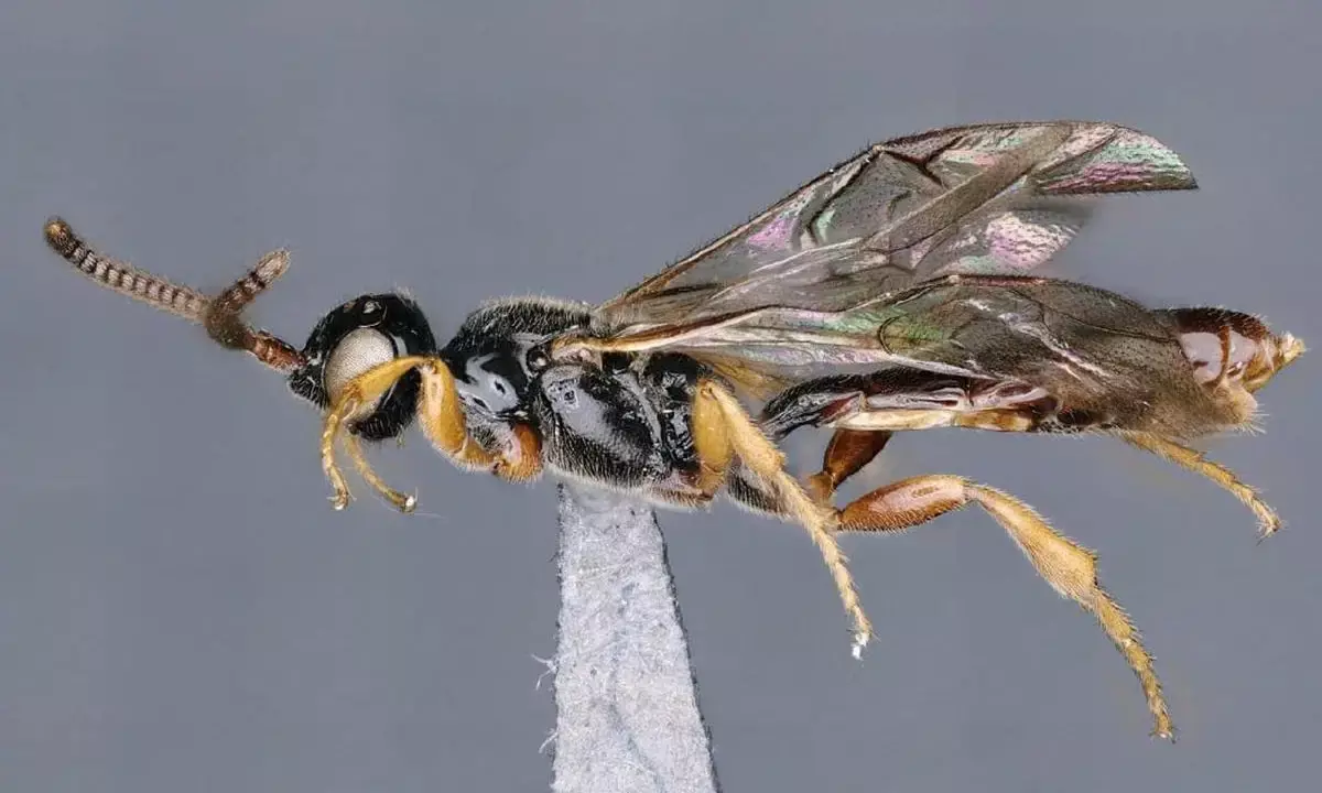 ZSI scientists discover 5 new species of parasitic wasp