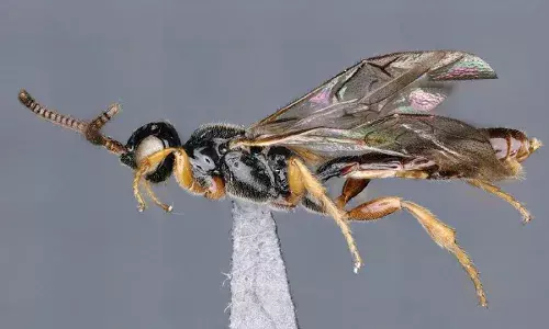 ZSI scientists discover 5 new species of parasitic wasp