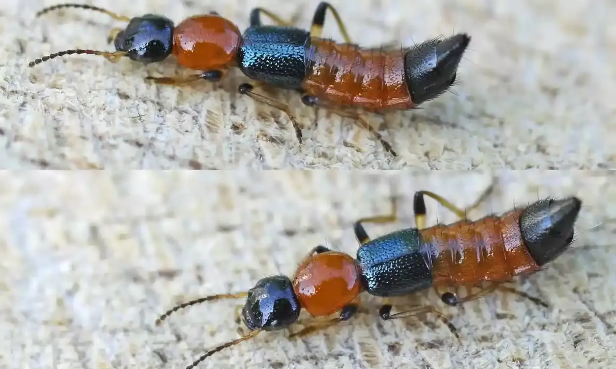 UoH study: LED lights can cut acid fly infestations significantly