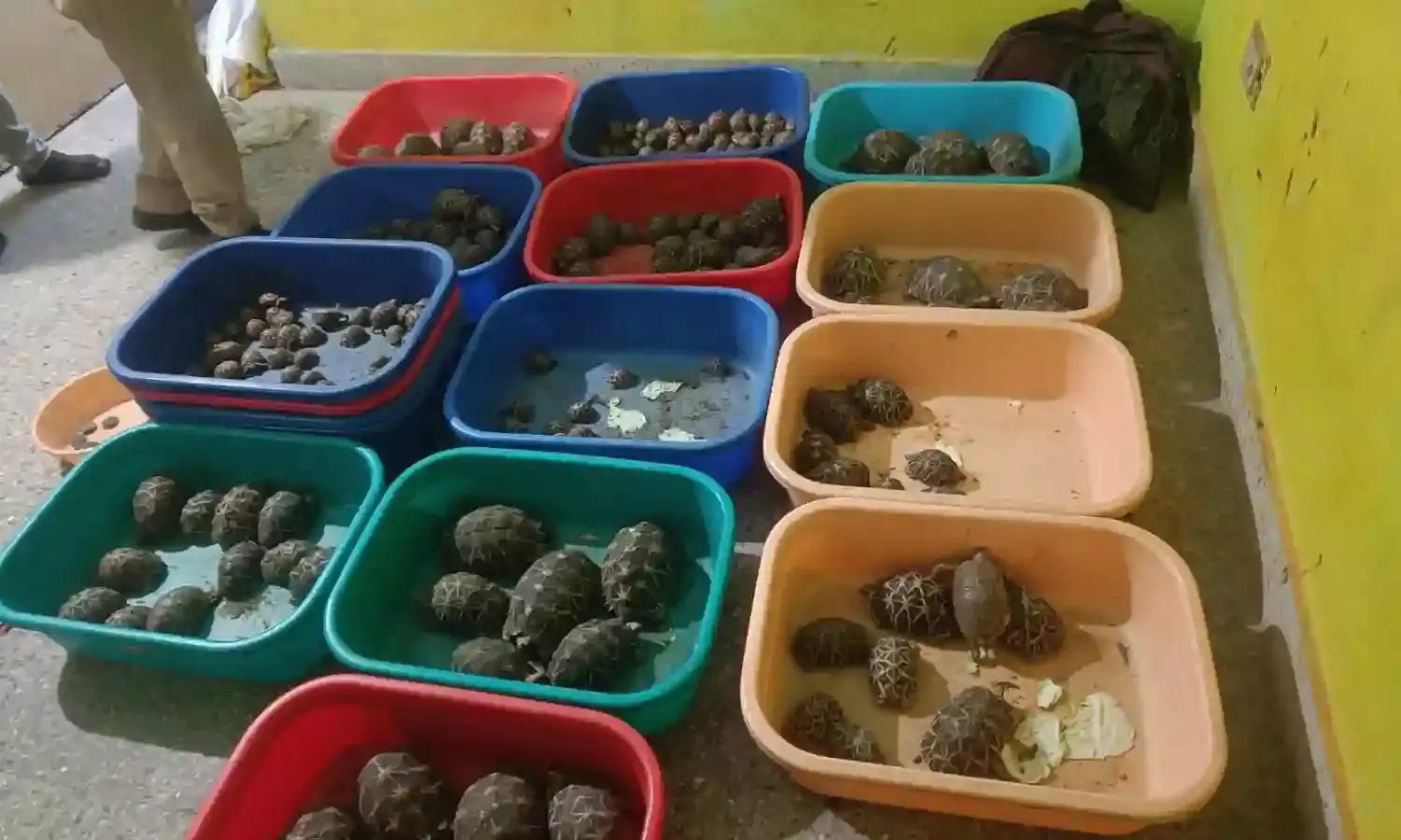 Malkajgiri cops rescue 281 star tortoises, 160 red-eared slider tortoises from illegal sale; 2 held