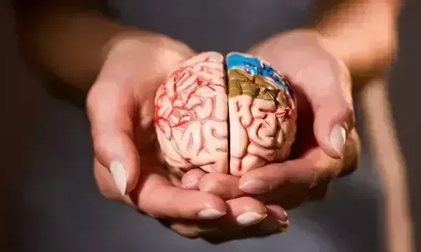 Health of blood vessels can reveal health of brain, study finds