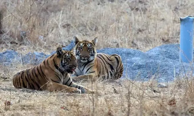 Tiger population in Maharashtra expands to Kagaznagar; Telangana prepares to curb attacks on humans