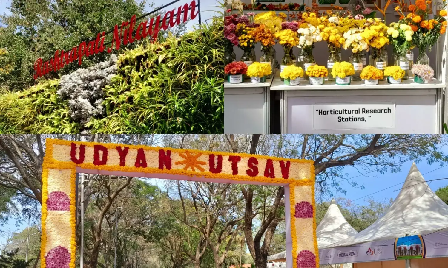 Udyan Utsav kicks off at Rashtrapati Nilayam: Explore floral displays, buy eco-friendly products