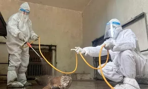 3 tigers, leopard died of avian flu in Nagpur possibly after eating chicken: Minister