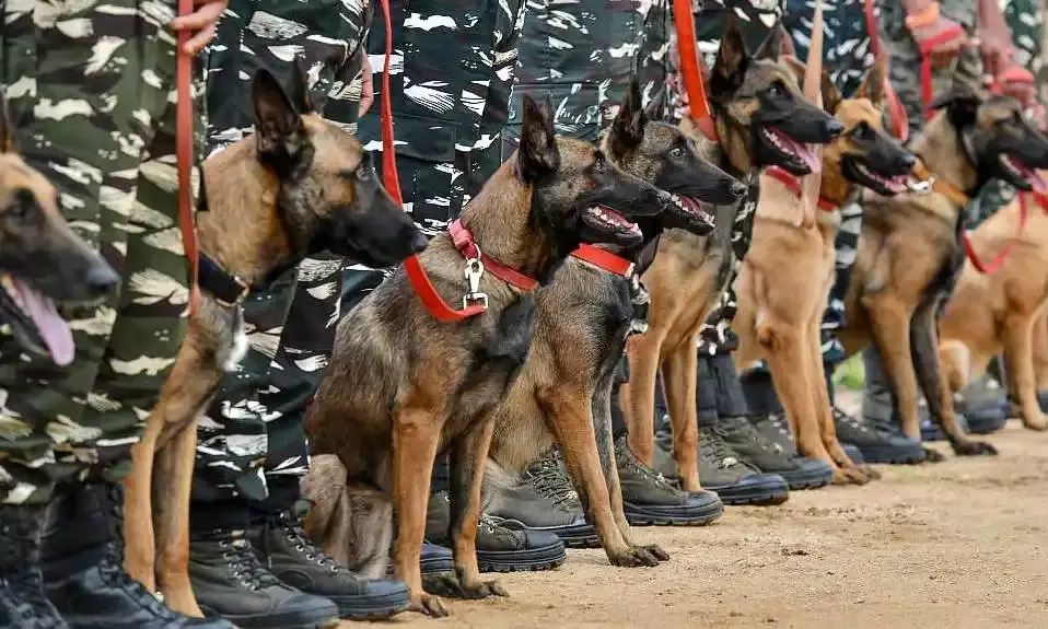 In a first, CRPF launches public adoption of retired force dogs