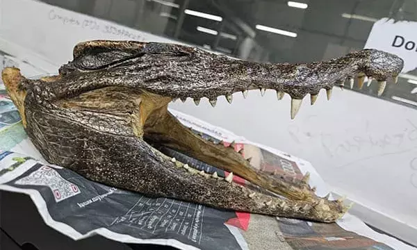 Canadian Man arrested for carrying crocodile skull at Delhi airport