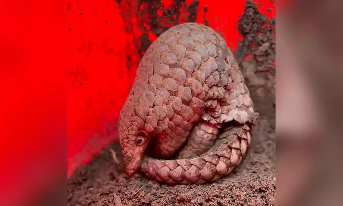 Zoological Survey of India discovers new pangolin species