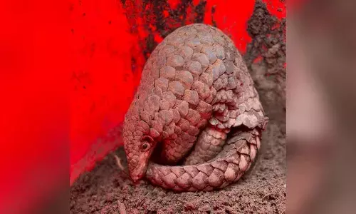 Zoological Survey of India discovers new pangolin species