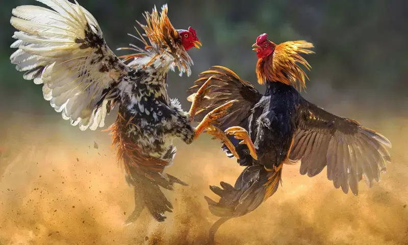 Andhra: This Sankranti, bettors wager crores on bloodied cockfights; police use drones for surveillance