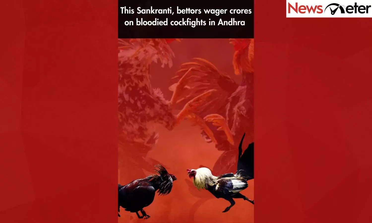 This Sankranti, bettors wager crores on bloodied cockfights in Andhra