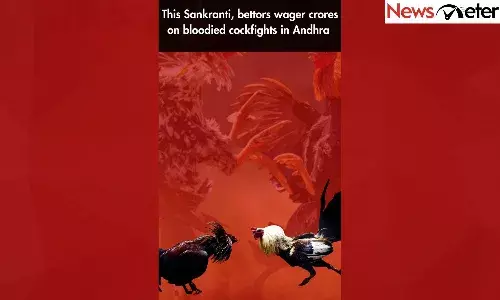 This Sankranti, bettors wager crores on bloodied cockfights in Andhra