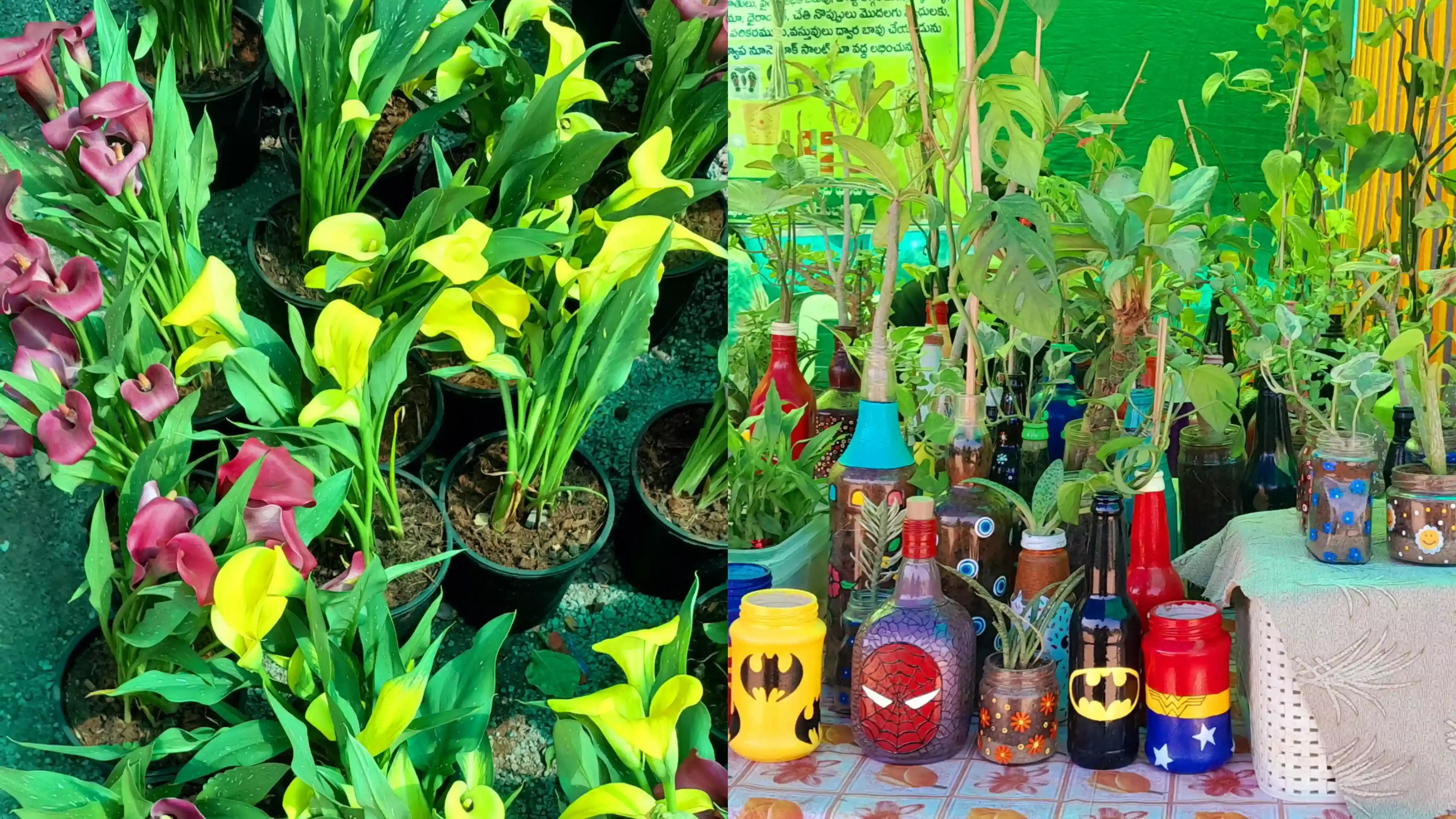 Visit Hyderabads Grand Nursery Mela for witnessing outdoor, exotic plants across India