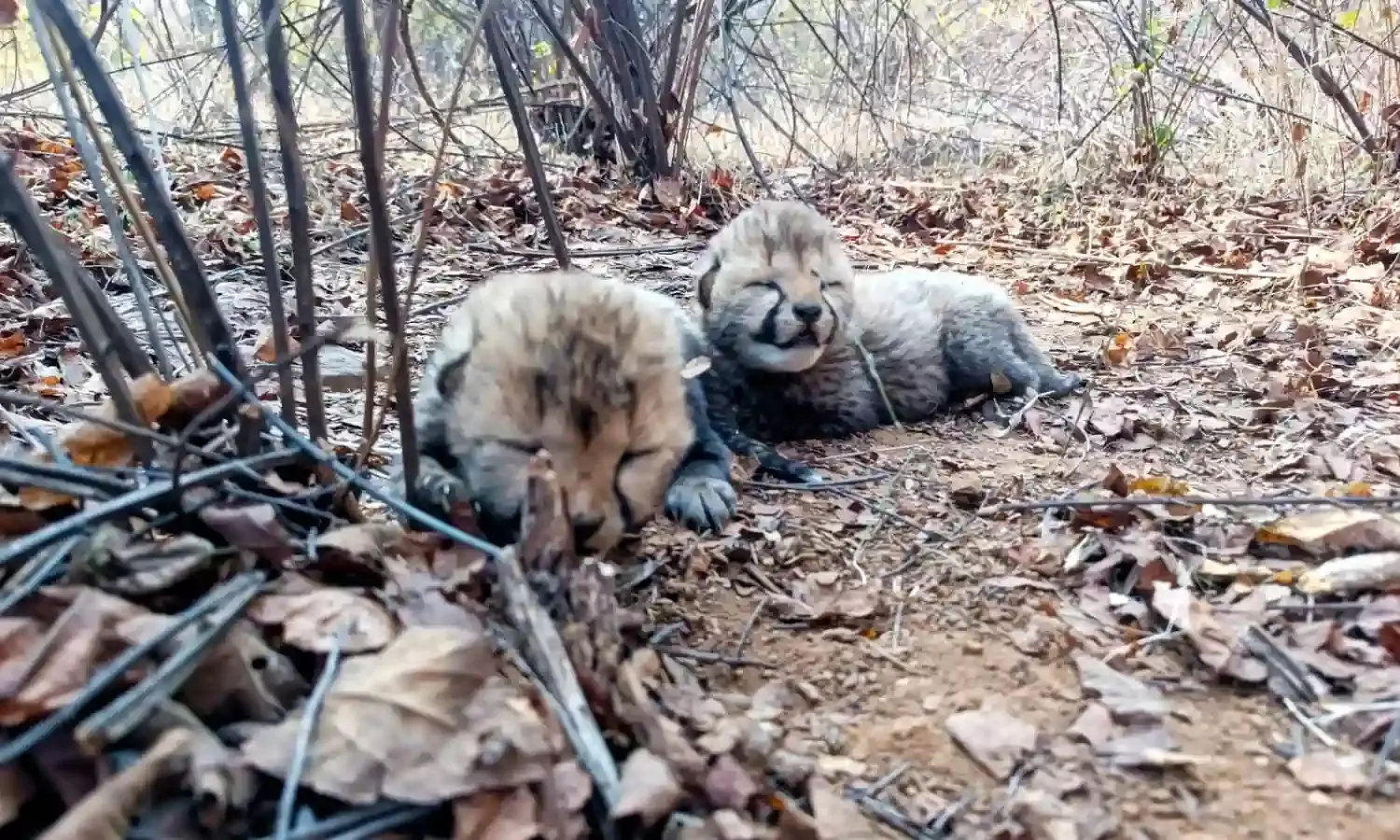 Madhya Pradeshs Jungle Book:  Kuno National Park welcomes two Cheetah cubs
