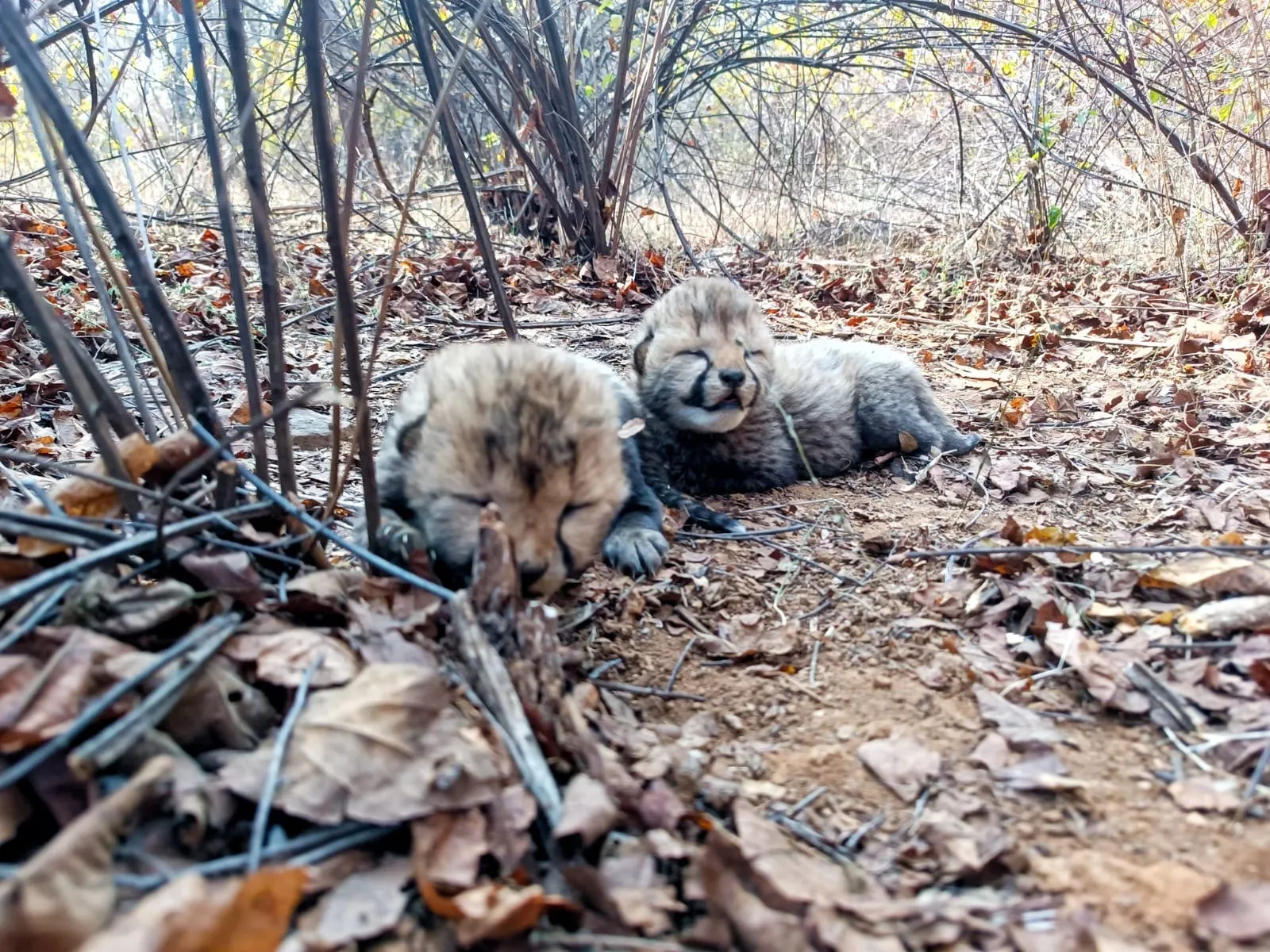 Madhya Pradeshs Jungle Book:  Kuno National Park welcomes two Cheetah cubs