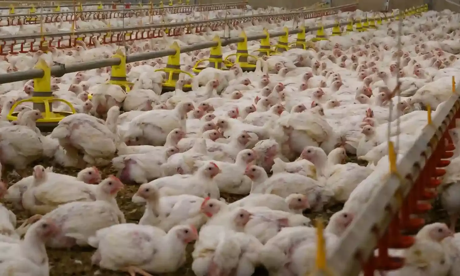 Andhra: First bird flu case detected in East Godavari; red zone declared, door-to-door survey starts