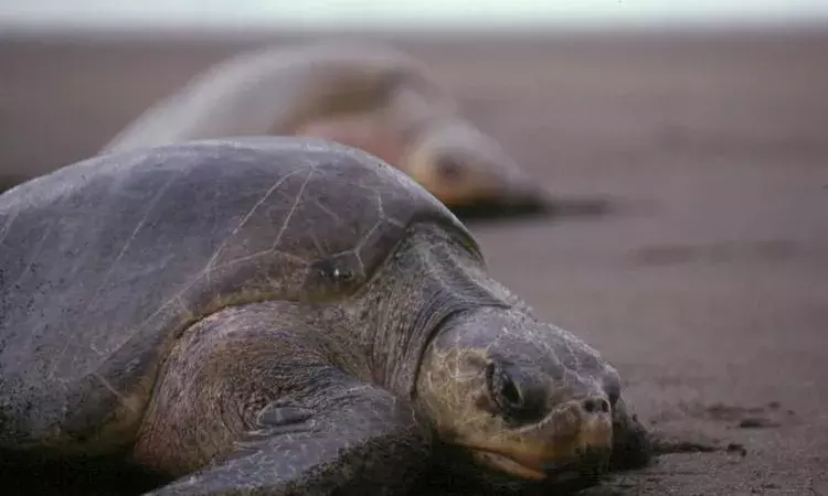 What caused the death of over 2,641 olive ridley turtles along the Andhra coast