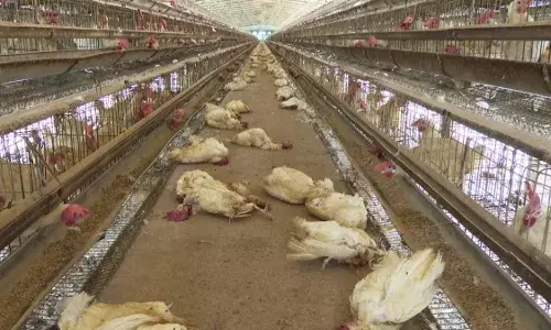 Bird Flu: Godavari region villages put on alert; here are precautions for poultry farms
