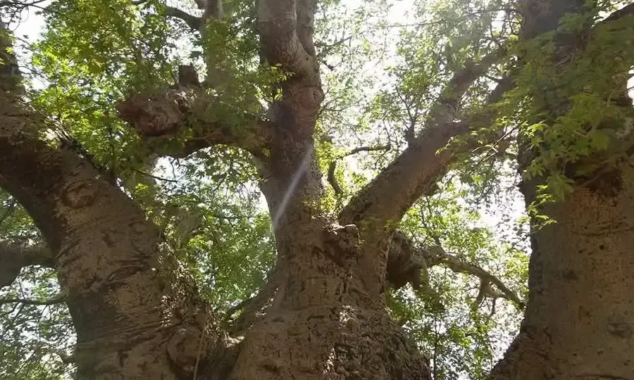 440 years and counting: All you want to know about Asia’s largest Baobab tree in Hyderabad