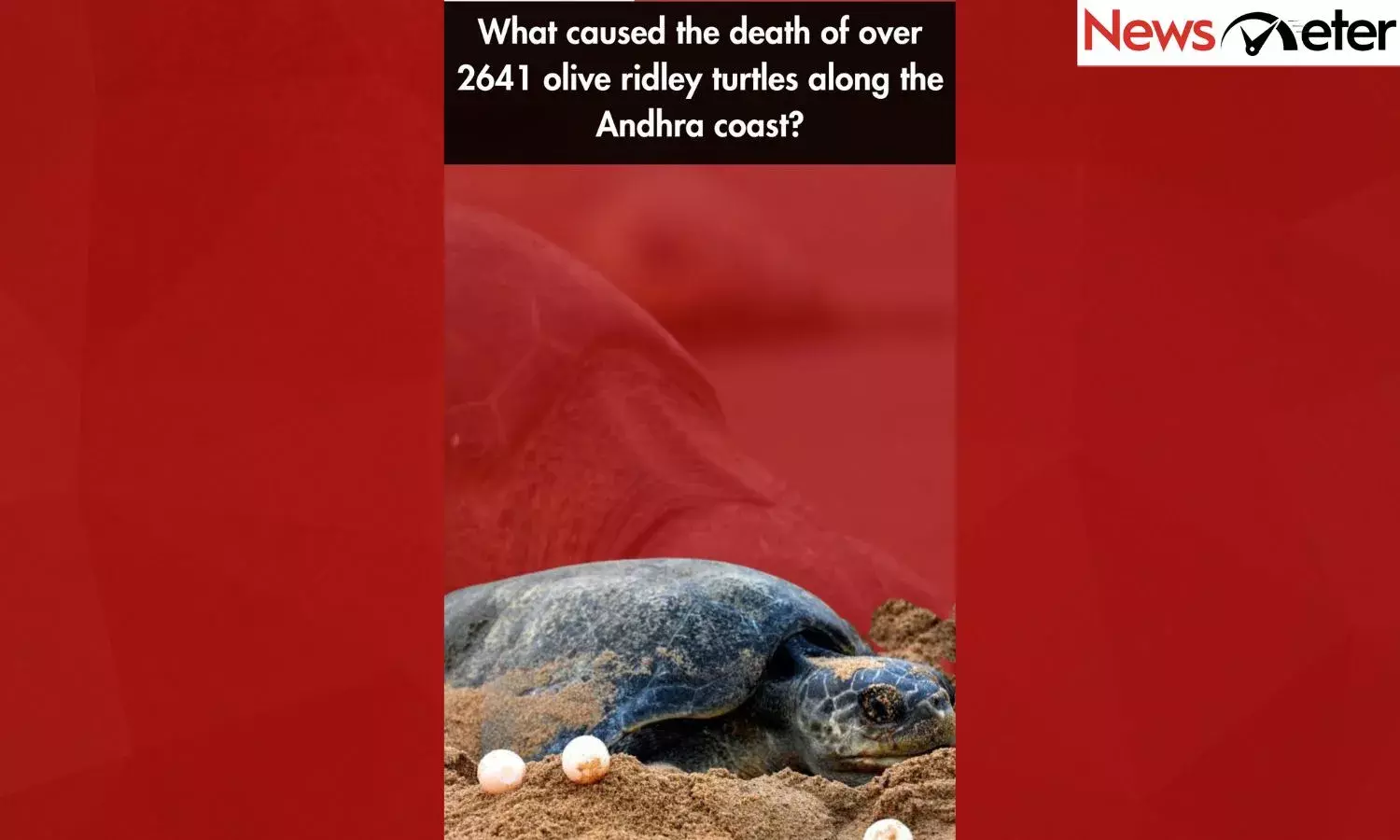 What caused the death of over 2641 olive ridley turtles along the Andhra coast?