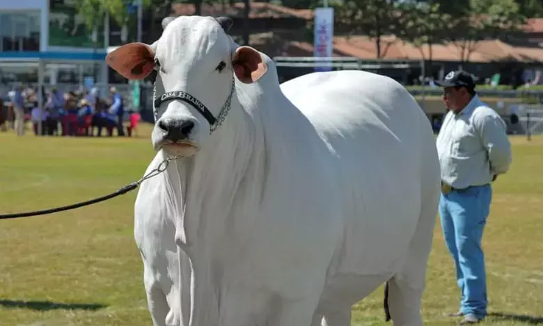Ongole breed cow becomes worlds most expensive cow, sells for Rs 40 crore in Brazil auction