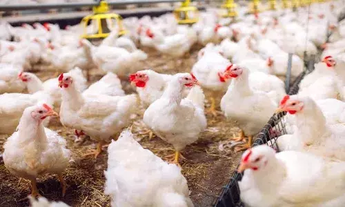 Bird flu scare: Chicken prices fall by Rs 50 per kg; no need to panic, says Telangana govt