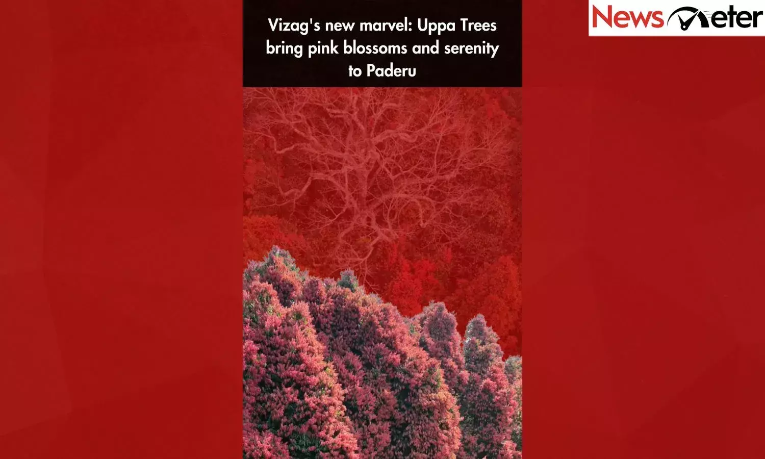 Vizags new marvel: Uppa Trees bring pink blossoms and serenity to Paderu