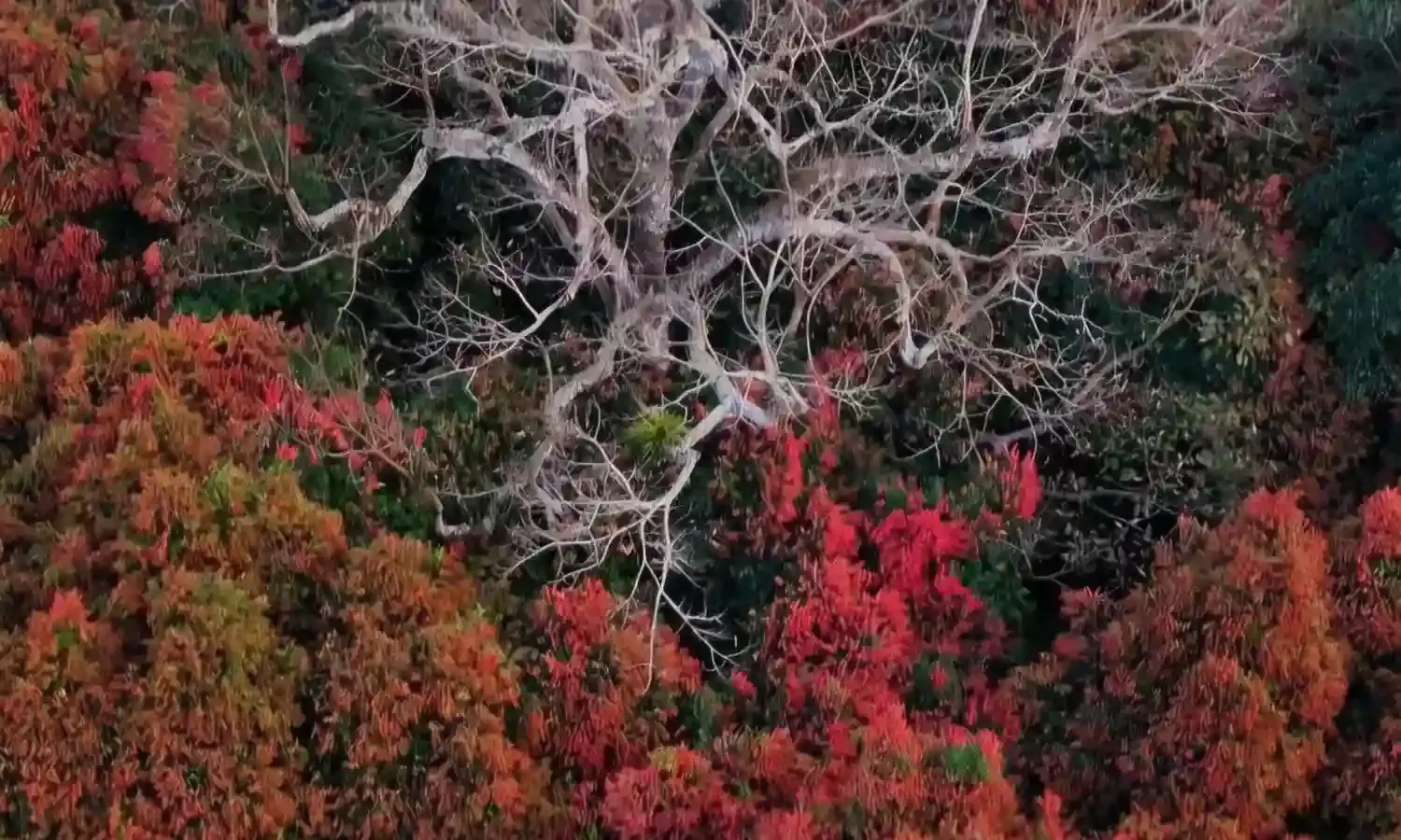Vizags new marvel: Uppa Trees bring pink blossoms and serenity to Paderu